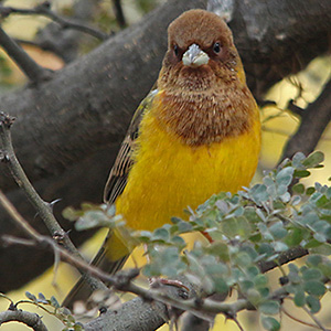 Red-headed Bunting